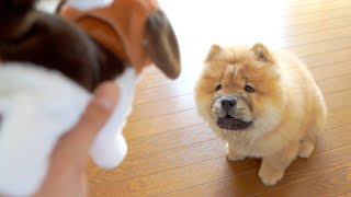 子犬に犬型のおもちゃを見せた反応がかわいすぎるw