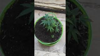 Cheap closet grow