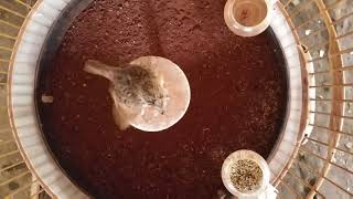 branjangan marlon waktu blm lomba