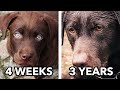 From Puppy to Dog | A Labrador Story