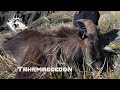 Tahr Hunting in New Zealand