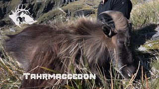 Tahr Hunting in New Zealand