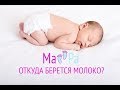 Пришло молоко. Откуда берется молоко?