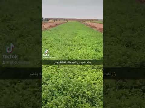 زراعة البرسيم بالتنقيط