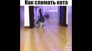 #прикол #смешное #кот #кошка
