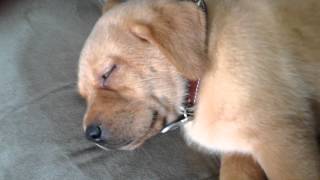 Sweet Yellow Lab in Diaper Sleeping by Shaylee S 728 views 10 years ago 55 seconds