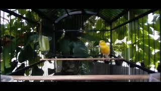 KOMBINASI SUARA GLATIK DAN KENARI ISIAN LOVEBIRD NEMBAK PANJANG UNTUK MASTERAN