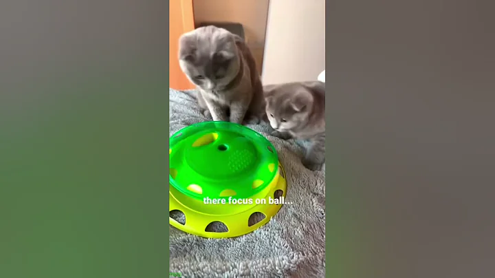 Video 10555781: funny dog cat talking, funny cat 4k, cats funny weird, cats dogs black, cute cat, funnycats