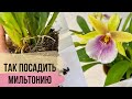 МИЛЬТОНИЯ - как пересадить ОРХИДЕЮ мильтонию❗️лучший способ посадки