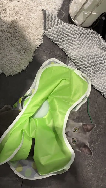 @user6344920029787: Kitty dragged this all the way across the house 🤷♂️🤣 #cat #catlover #kitty