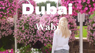 видео: Уютный влог Дубай: Сафари | Лувр | Океанариум | Парк цветов🪷 vlog Dubai: Safari | Louvre |Oceanarium картинка: Уютный влог Дубай: Сафари | Лувр | Океанариум | Парк цветов🪷 vlog Dubai: Safari | Louvre |Oceanarium