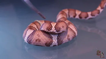 ¿Qué serpiente mata a las cabezas de cobre?