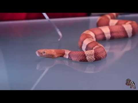 Video: ¿Qué es una serpiente het?