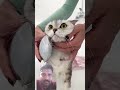 spa day #cat #cats #shorts #viral #viralshorts
