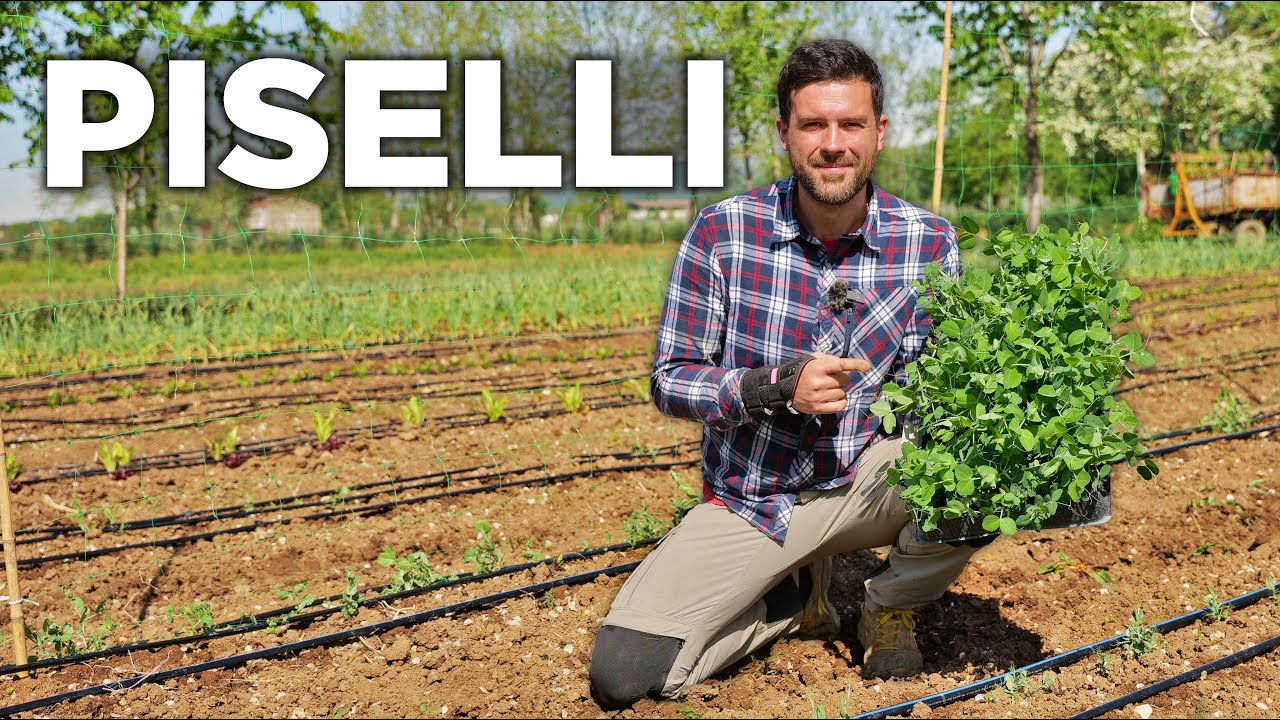 Coltivare i PISELLI: CREARE la struttura RAMPICANTE perfetta