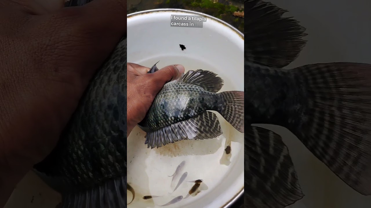 Dead tilapia for catfish bait 1000 fish and very greedy predator fish wild predatory fish film