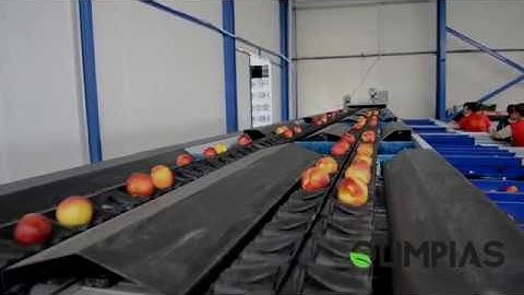 OLIMPIAS S.A. | Γραμμή διαλογής,ταξινόμησης για νεκταρίνια. Sorting and grading line for nectarines.