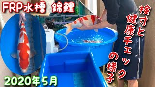 FRP水槽 飼育 錦鯉  ⑫ 検寸&健康チェック