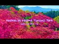 Azaleas at kasama tsutsuji park  spring azaleas ibaraki  japan vlog
