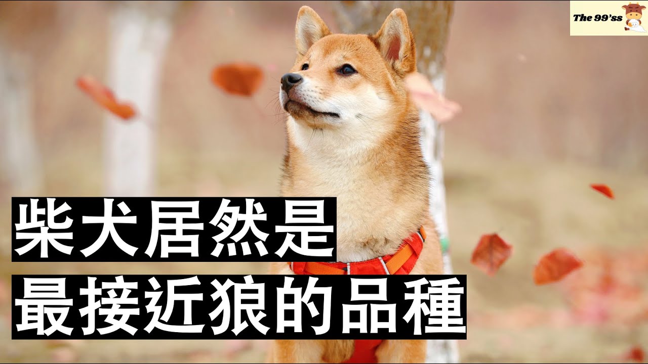 柴犬居然是最接近狼的品種 怎麼不是哈士奇？｜心理學｜