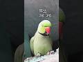Parrot talking radhe radhe 🥰🦜🙏#shorts #radheradhe #mithu #mitthu #talkingparrot #youtubeshorts