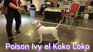 Poisson Ivy el Koko Loko - 4 months old @ Country  Competition N.B.T.C. 2021 by Unborn 343 views 1 year ago 40 seconds