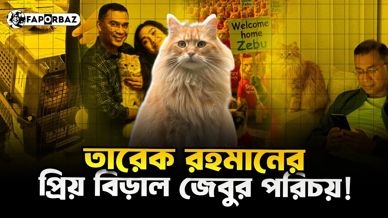 জেবু : তারেক রহমানের প্রিয় বিড়াল হতে ন্যাশনাল সেলিব্রিটি! । Faporbaz