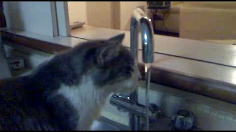 Watch the video about Maine Coon drinking tap water