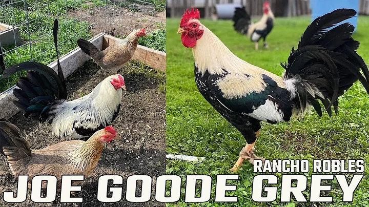 Joe Goode Rancho Robles | Beautiful Birds