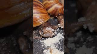 WOW LOOK AT MY SNAIL #snail #animals #shorts
