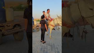 جبرخاطر الحيوان 🐴🤔👏#shortvideo