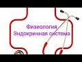 Физиология: гормон окситоцин и антидиуретического гормон  (вазопрессин).