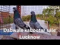 Top quality dabwale kabootar sale for in lucknow 70074 25768 pigeon loft india