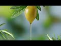 Afia huile d'olive vierge F Puret&eacute;