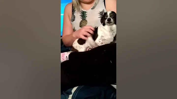 Ed the Chihuahua kicking Marvin the pit bulls butt
