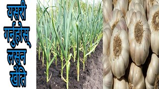 यसरी गर्नुस् लसुन खेति Garlic Farming Method