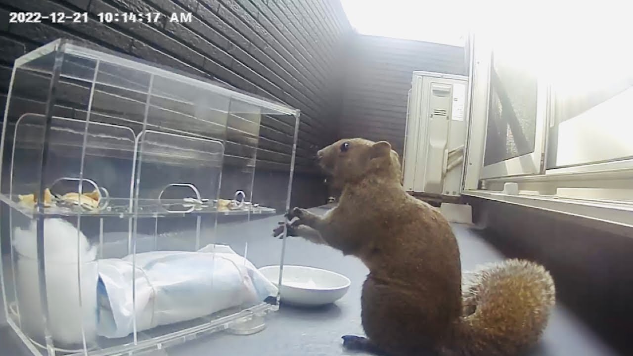 [Sliding drawer⑦]Is squirrel always in a hurry?