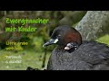 ZWERGTAUCHER mit Kinder