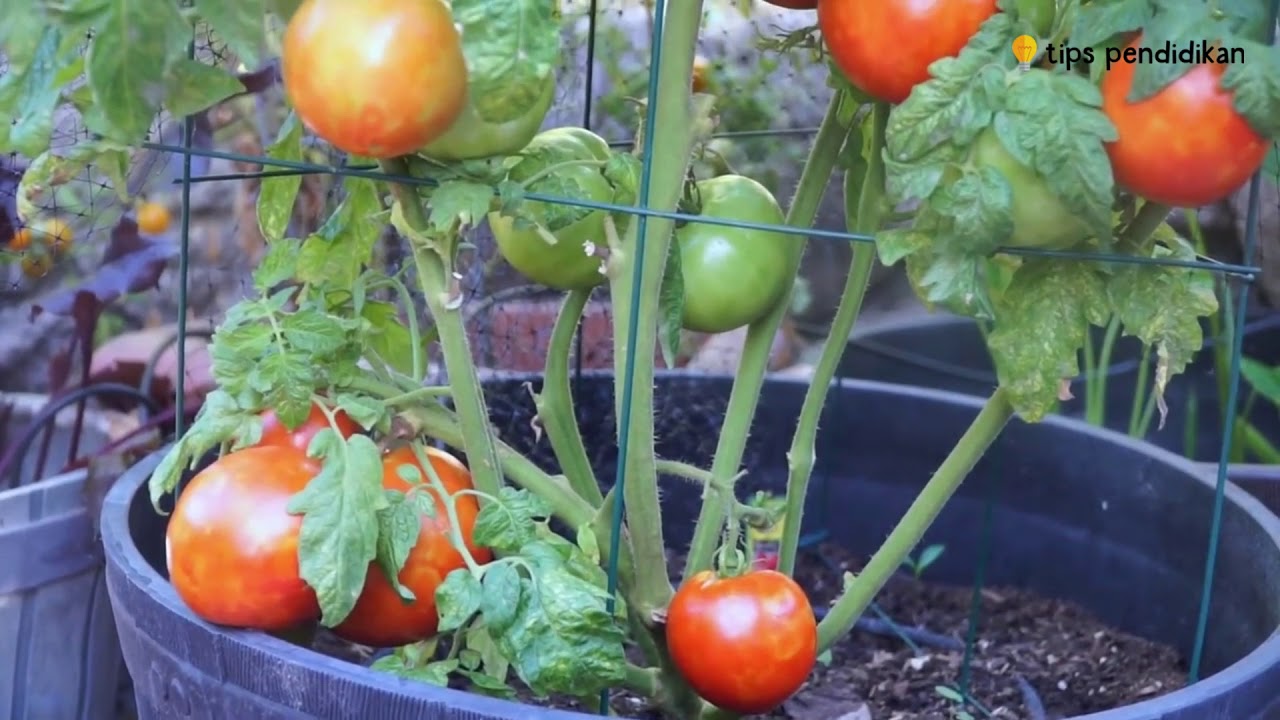  Cara  Menanam  Tomat Dalam  Polybag Atau Pot  YouTube