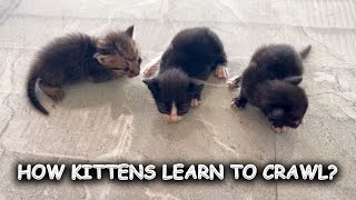 How kittens learn to crawl? Tired kittens lie down and hug each other