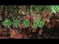 【保種】林下生雞｜保存台灣土雞種原 (第1010集 2019-06-24)