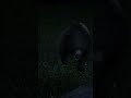 Quando você percebe que é o lanche do urso