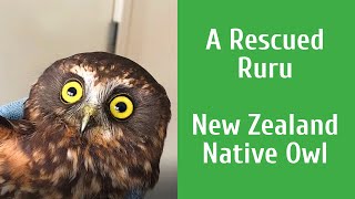 A Rescued Ruru (New Zealand Native Owl) screenshot 4