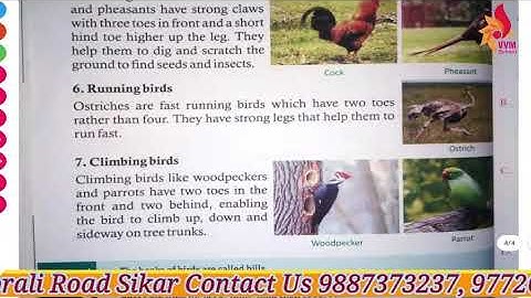 CLASS 4 EVS REVISION OF CHAP 10 BEAKS AND CLAWS