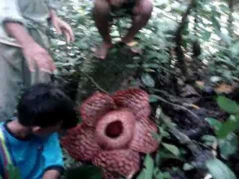ANAK JATI Menjejak rafflesia di kg halaman sendiri bunga ANAK JATI Menjejak rafflesia di kg halaman sendiri bunga