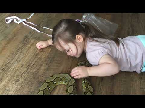 First videos that went viral with my daughter and baby Reticulated Pythons (HD versions)
