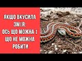 Якщо вкусила змія: що можна і що не можна робити