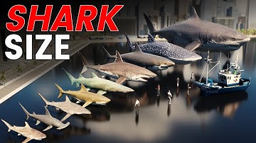 3D Shark Size Comparison | Living and Extinct | MEGALODON VS GREAT WHITE SHARK