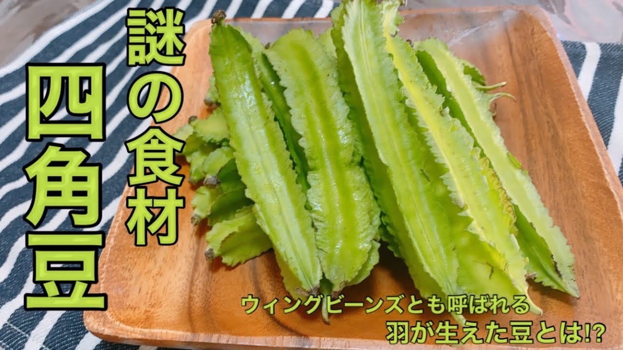 四角豆レシピ 謎の食材 羽がはえた豆 ウィングビーンズを調理してみた 四角豆の天ぷら 四角豆の炒めペペロンチーノ風 四角豆の酢の物 豆料理 Youtube