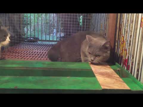 Video Phối giống mèo chân ngắn- Munchkin Bicolor x Min. Vũng... - youtube